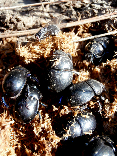 Sericotrupes niger